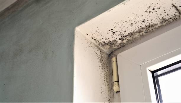 Best Commercial Mold Inspection  in Inkerman, PA