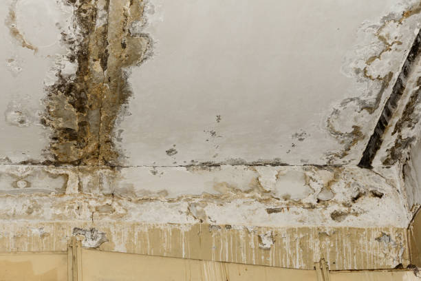 Best Post-Construction Mold Inspection  in Inkerman, PA