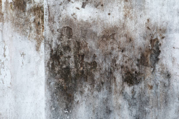 Best Forensic Mold Investigation  in Inkerman, PA