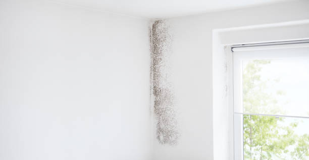Best Asbestos and Lead Testing During Mold Inspection  in Inkerman, PA