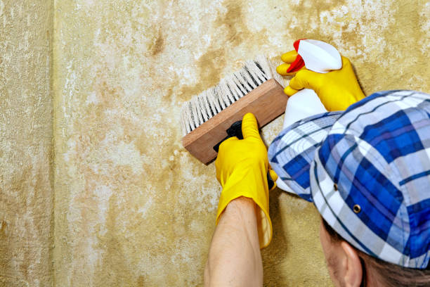 Asbestos and Lead Testing During Mold Inspection in Inkerman, PA