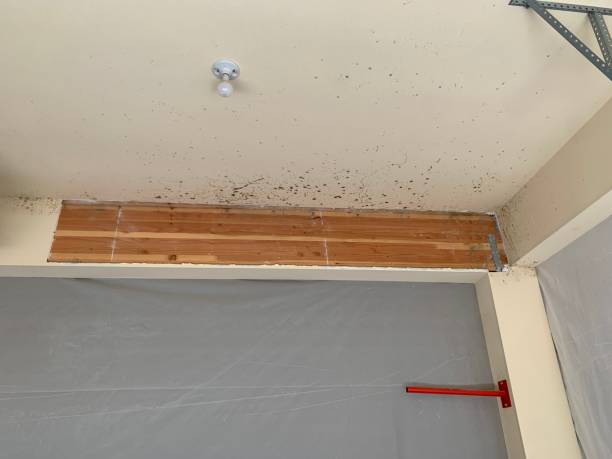 Best Biohazard Mold Removal  in Inkerman, PA