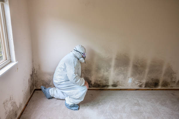 Best Attic Mold Removal  in Inkerman, PA