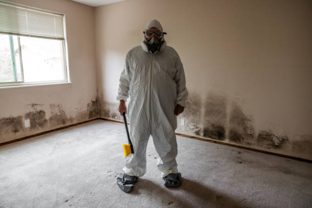 Best Basement Mold Removal  in Inkerman, PA